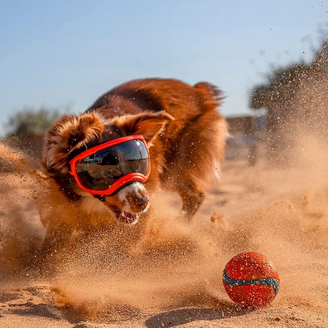 Waterproof Dog Goggles with UV Protection & Adjustable Straps
