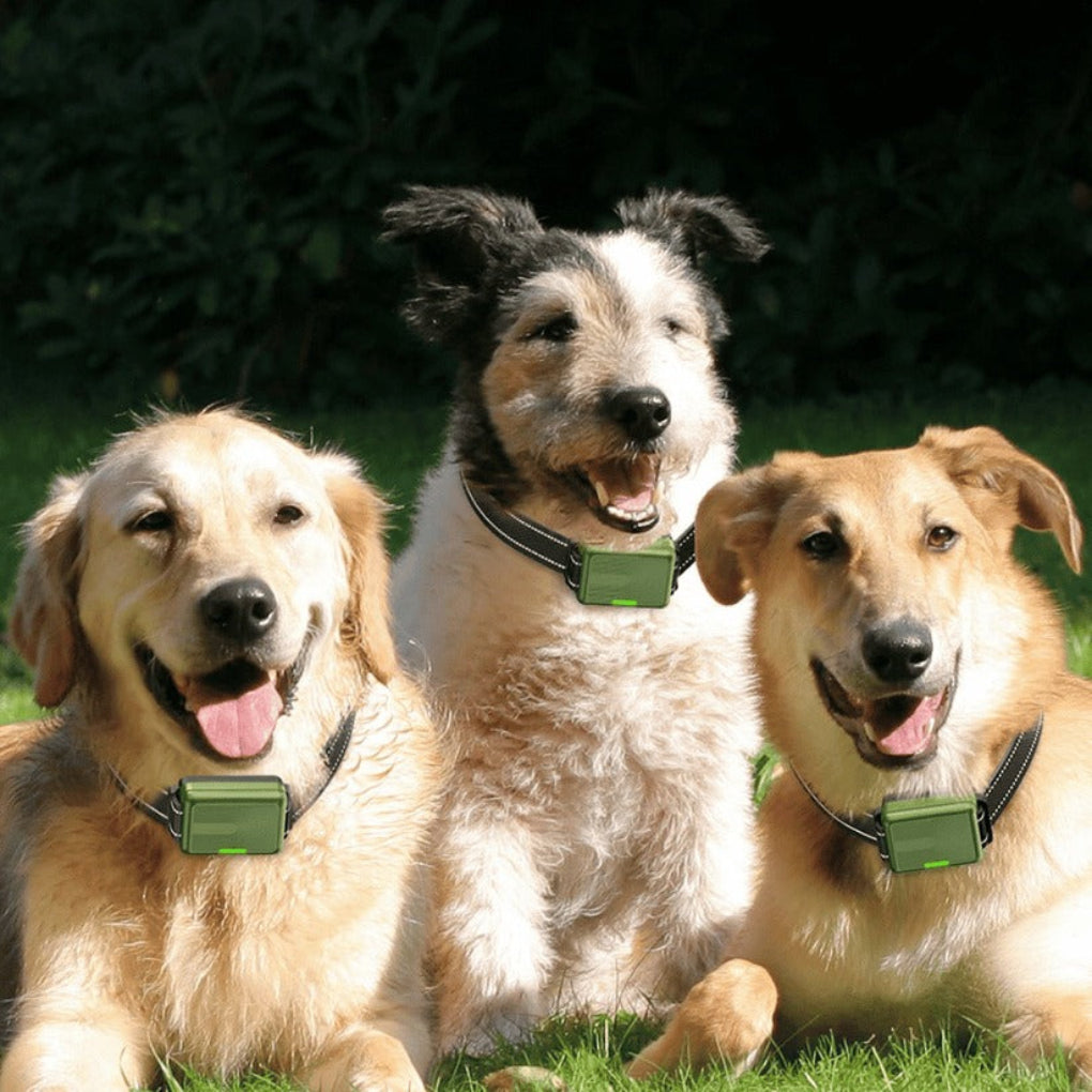 Remote Dog Training Collar with 300m Range