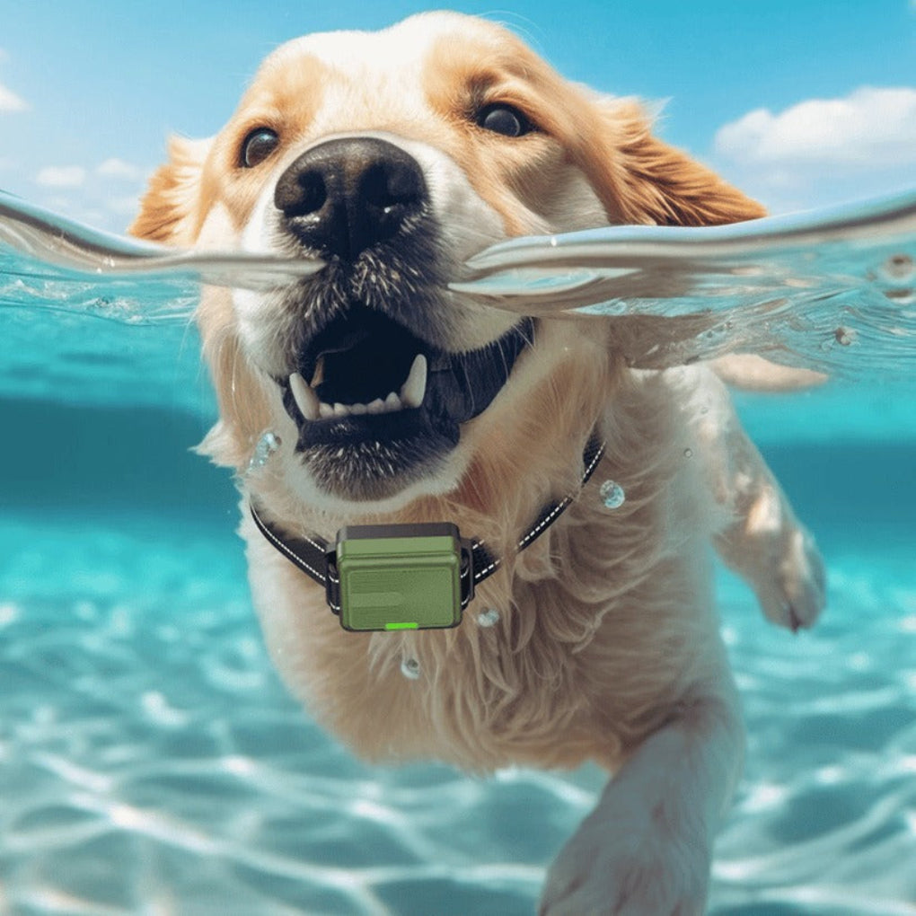 Remote Dog Training Collar with 300m Range